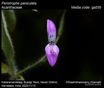 Peristrophe bicalyculata flower8.jpg